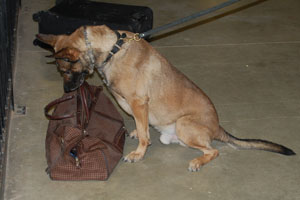 k-9 alerting on a duffle bag