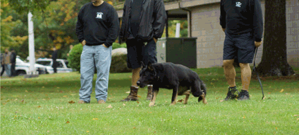k-9 training to take down a guy in a bite suit